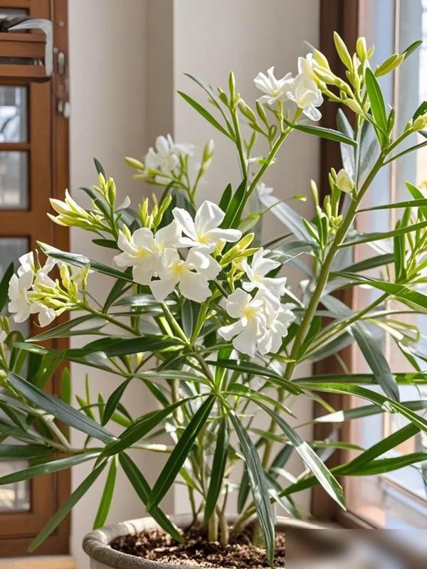 4 cây cảnh "tán tài lộc" nuôi càng lâu càng hao tiền của, nhiều người không biết vẫn vô tư trồng trong nhà- Ảnh 1.