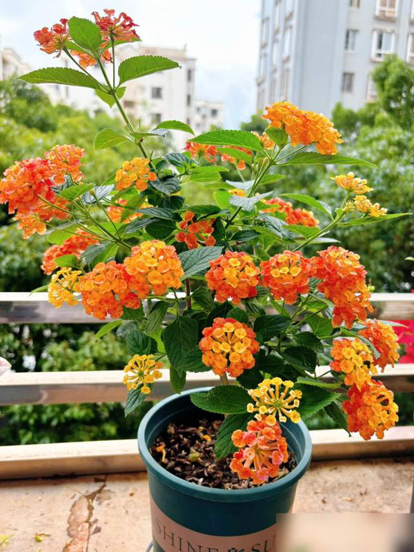 4 cây cảnh "tán tài lộc" nuôi càng lâu càng hao tiền của, nhiều người không biết vẫn vô tư trồng trong nhà- Ảnh 2.