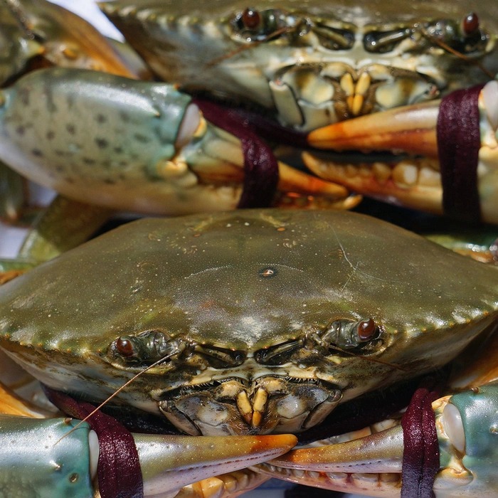 Ra chợ mua cua, học thuộc "mẹo vàng" là biết ngay cua tươi hay cua óp - Ảnh 2. Ra chợ mua cua, học thuộc "mẹo vàng" là biết ngay cua tươi hay cua óp - Ảnh 2.