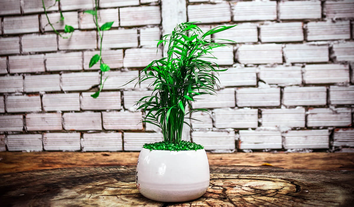 Người mệnh Mộc chỉ cần trồng 1 trong 5 loại cây này