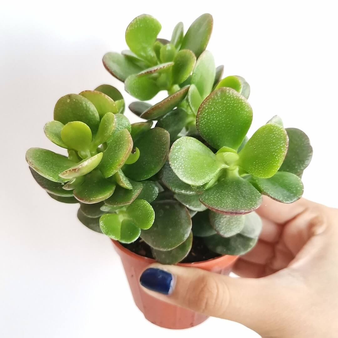 Người mệnh Mộc chỉ cần trồng 1 trong 5 loại cây này