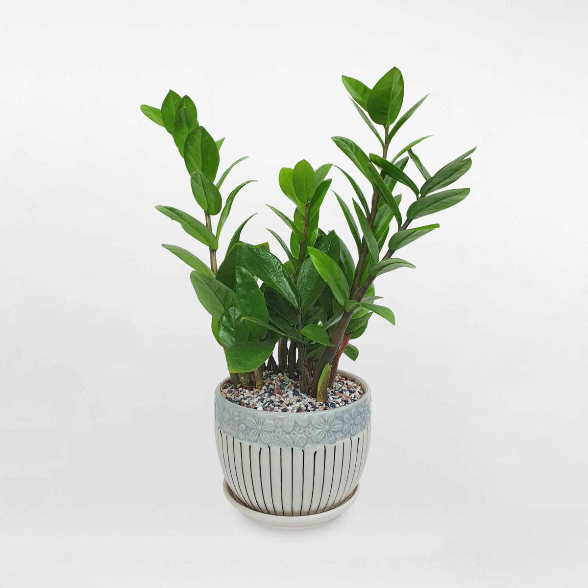 Người mệnh Mộc chỉ cần trồng 1 trong 5 loại cây này