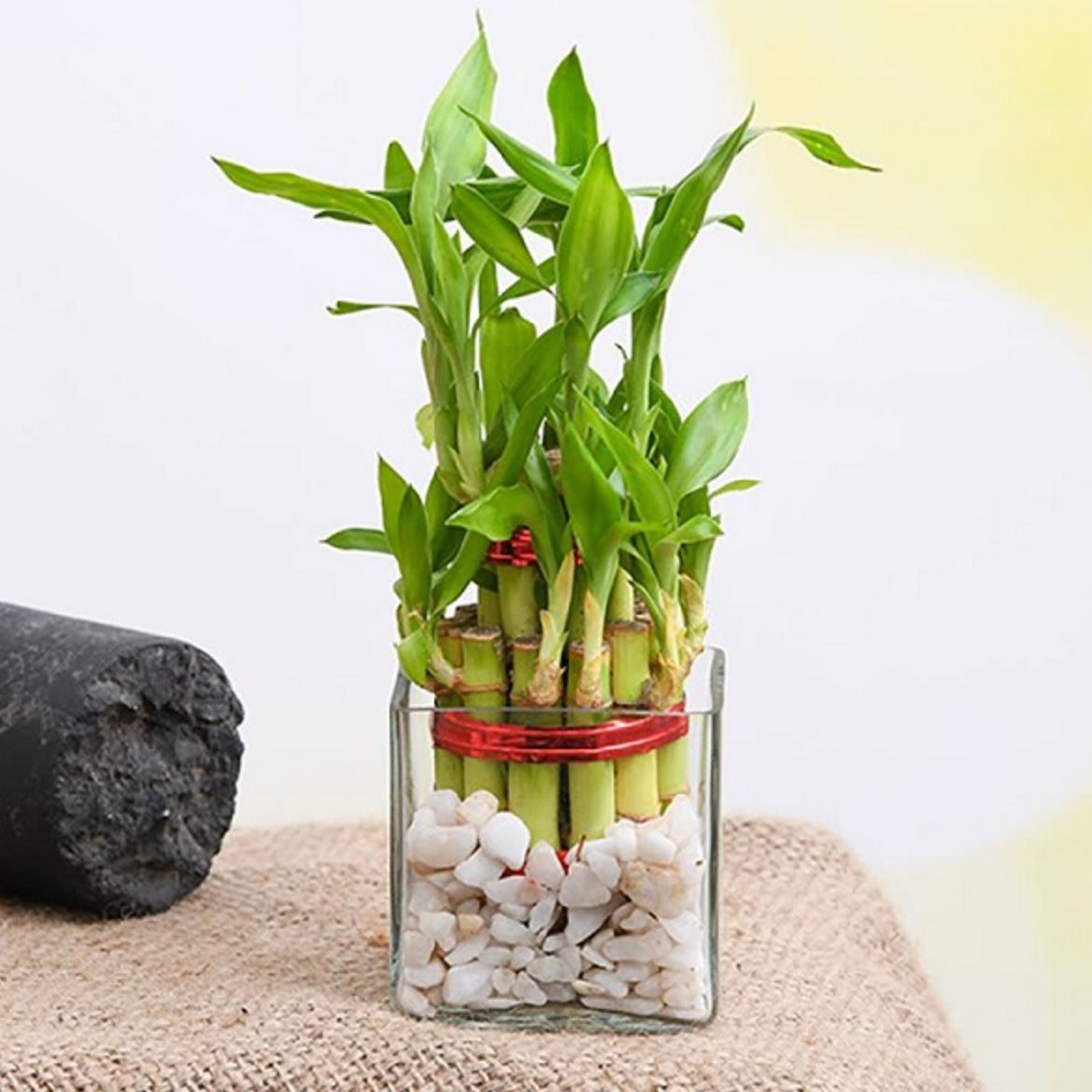 Người mệnh Mộc chỉ cần trồng 1 trong 5 loại cây này