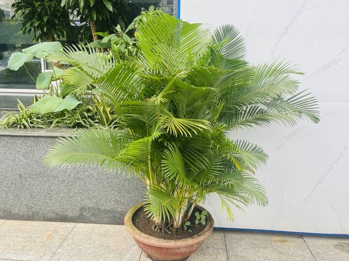 - Ảnh 1.