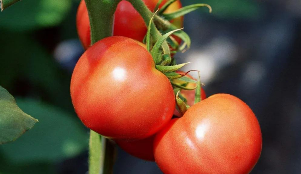 Người bán rau nói thẳng: Đi chợ thấy rau củ có 4 đặc điểm này, rẻ như bèo cũng QUAY XE!- Ảnh 1.