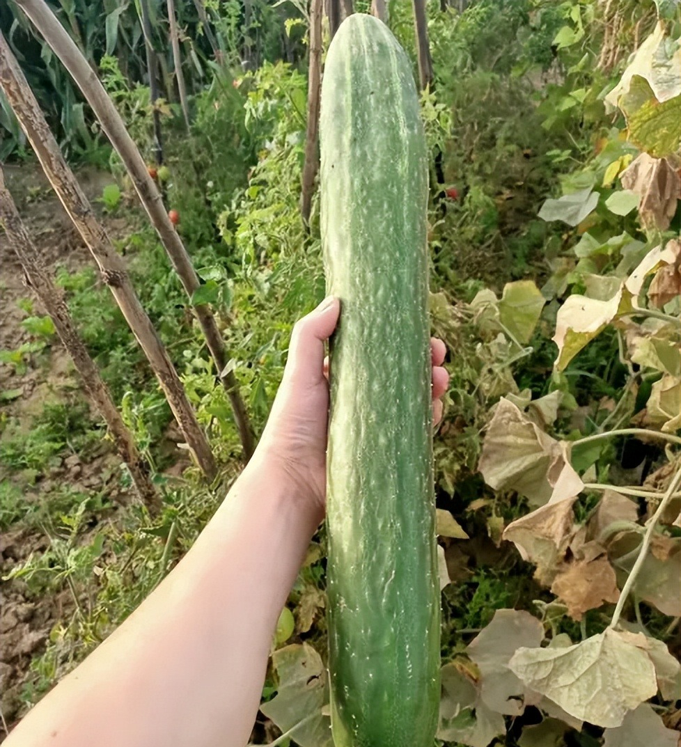 Người bán rau nói thẳng: Đi chợ thấy rau củ có 4 đặc điểm này, rẻ như bèo cũng QUAY XE!- Ảnh 2.