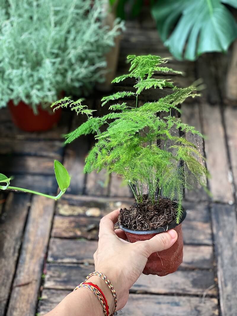 Người xưa tin rằng: Nhà có cây này trong phòng khách thì con cháu học hành đỗ đạt, tài khí đầy nhà- Ảnh 1.