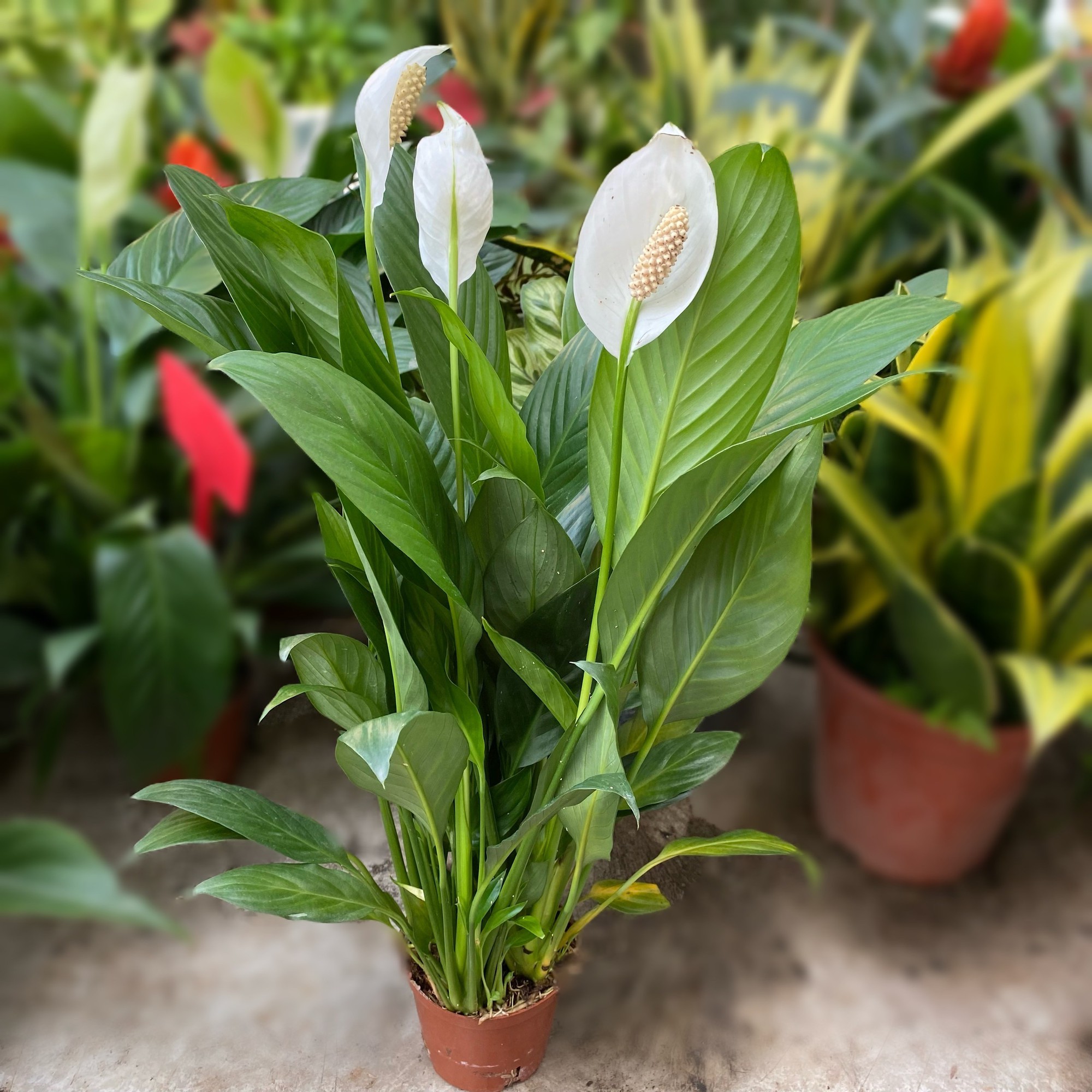 Người xưa tin rằng: Nhà có cây này trong phòng khách thì con cháu học hành đỗ đạt, tài khí đầy nhà- Ảnh 5.