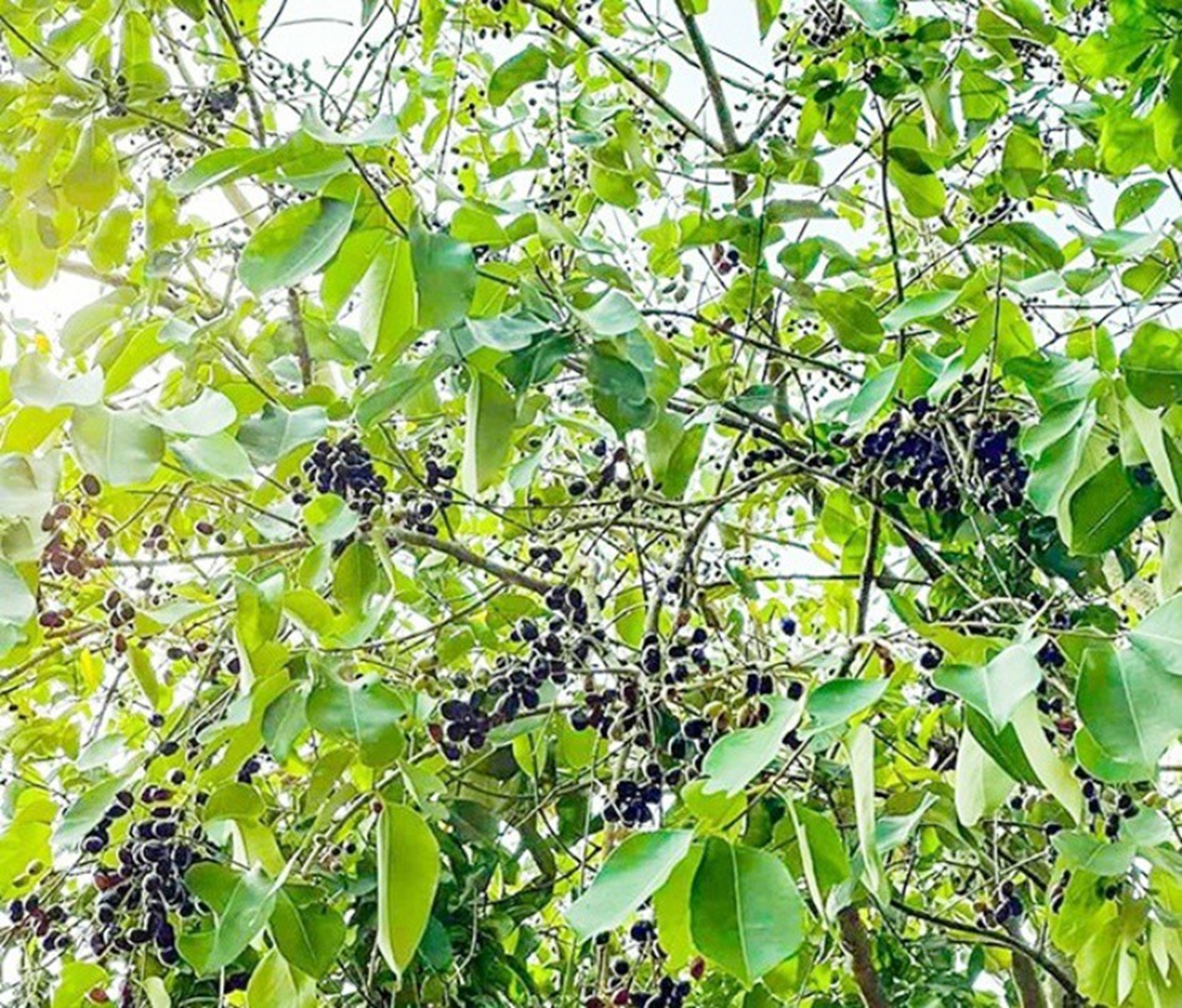 Loại cây dại mọc bờ rào Việt Nam, nay "trời tây" bán nửa triệu/kg - Ảnh 3.