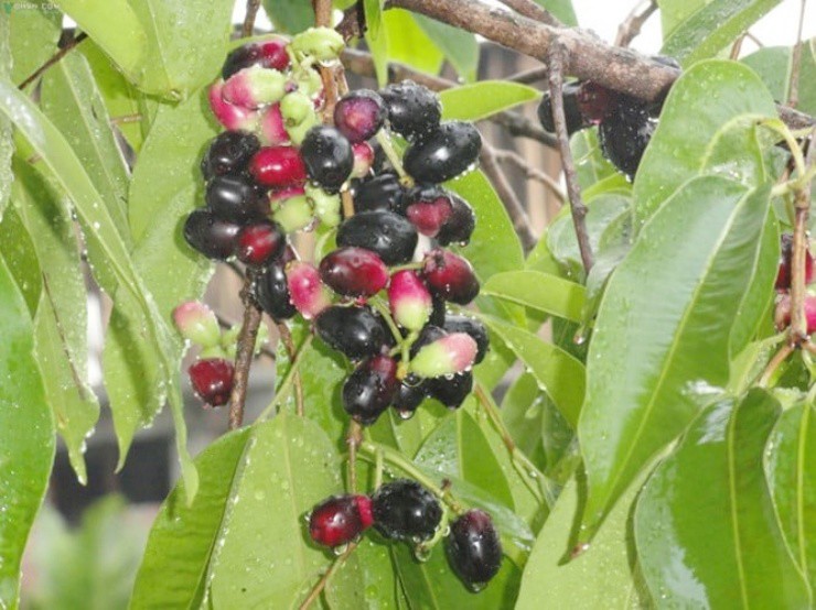 Loại cây dại mọc bờ rào Việt Nam, nay "trời tây" bán nửa triệu/kg - Ảnh 2.