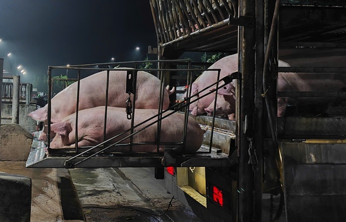 Giá heo hơi nhích tăng, chợ buôn hết lo ế- Ảnh 1. Giá heo hơi nhích tăng, chợ buôn hết lo ế- Ảnh 1.