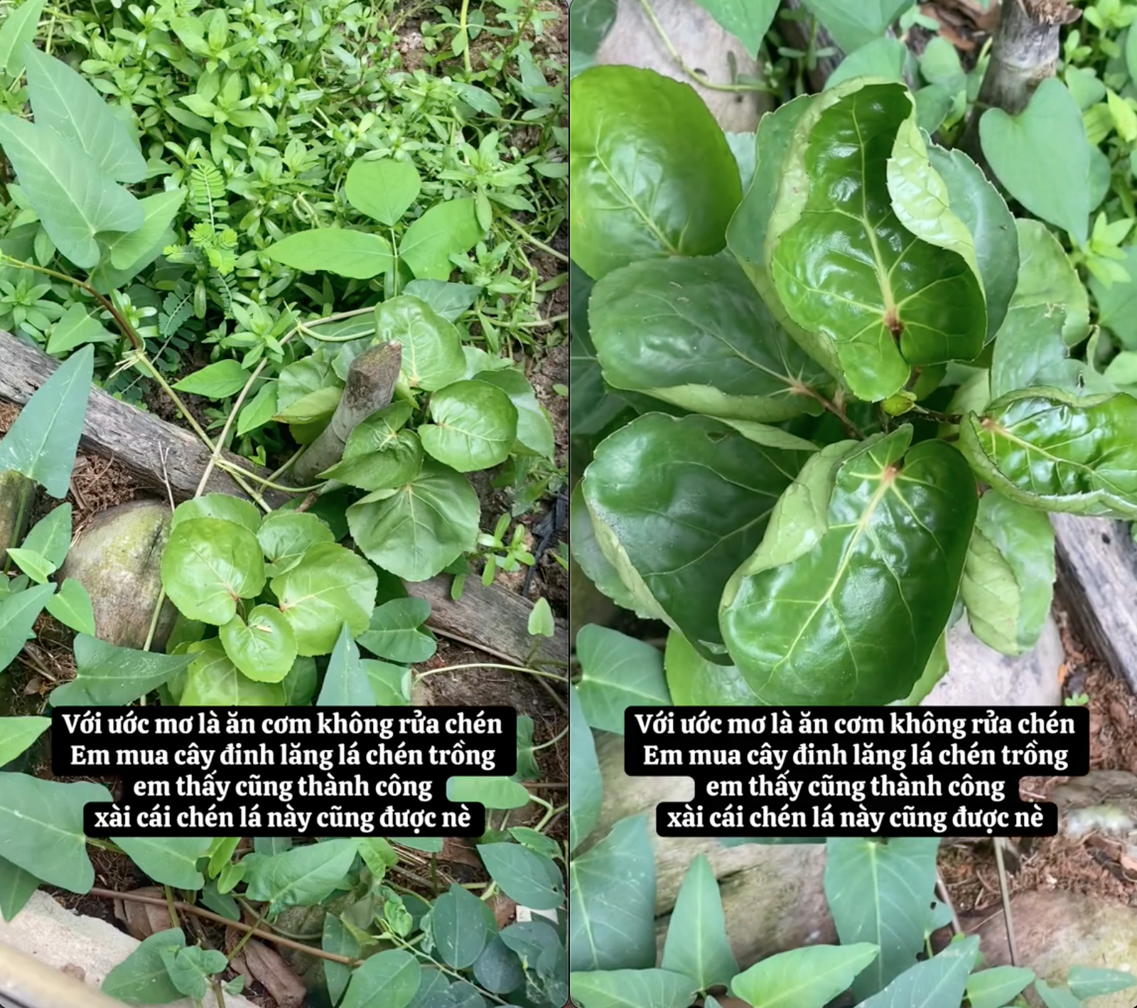 "Ước mơ" không phải rửa bát sau khi ăn, cô gái liền trồng ngay một loại cây, dân mạng xem xong chỉ biết trầm trồ- Ảnh 1.