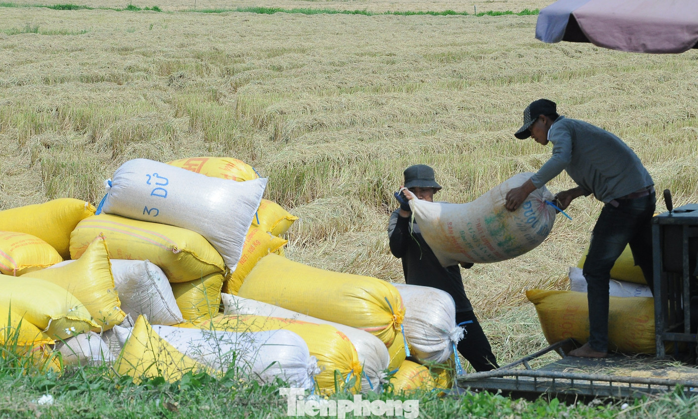 Philippines dừng nhập khẩu, Bộ Công Thương đề nghị doanh nghiệp mua lúa cho dân- Ảnh 1.