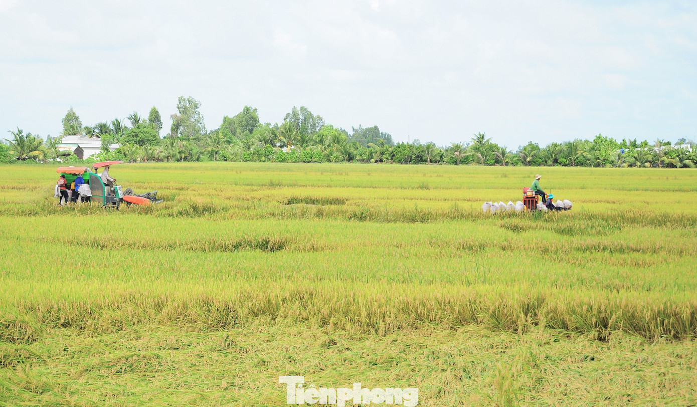 Philippines dừng nhập khẩu, Bộ Công Thương đề nghị doanh nghiệp mua lúa cho dân- Ảnh 2.