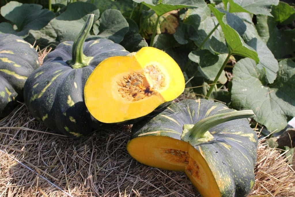 12 loại rau củ sạch tự nhiên, ít thuốc trừ sâu, cầm từ 5.000 đồng ra chợ là mua được- Ảnh 4.