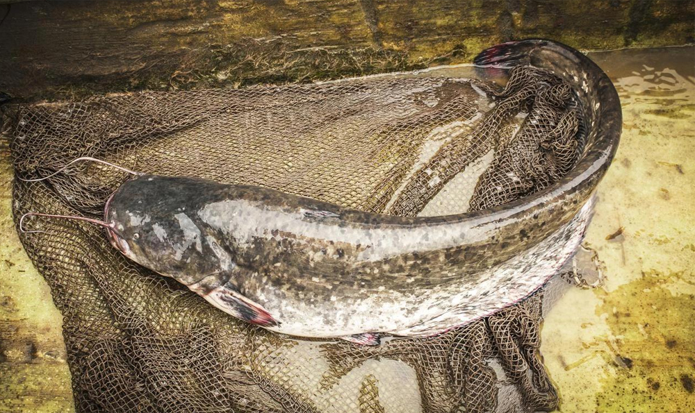 Tôi vừa mới phát hiện ra: 4 loại cá này chứa kim loại nặng và ký sinh trùng, vì sức khỏe của bạn và gia đình nên ăn ít lại!- Ảnh 1.