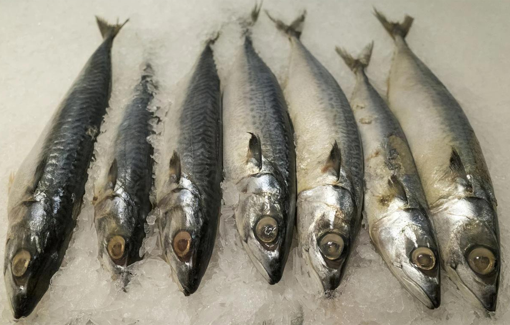 Tôi vừa mới phát hiện ra: 4 loại cá này chứa kim loại nặng và ký sinh trùng, vì sức khỏe của bạn và gia đình nên ăn ít lại!- Ảnh 2.