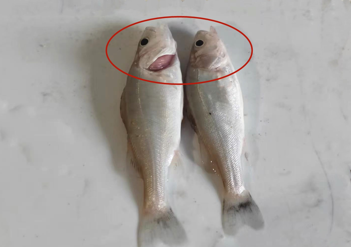 Tôi vừa mới phát hiện ra: 4 loại cá này chứa kim loại nặng và ký sinh trùng, vì sức khỏe của bạn và gia đình nên ăn ít lại!- Ảnh 4.