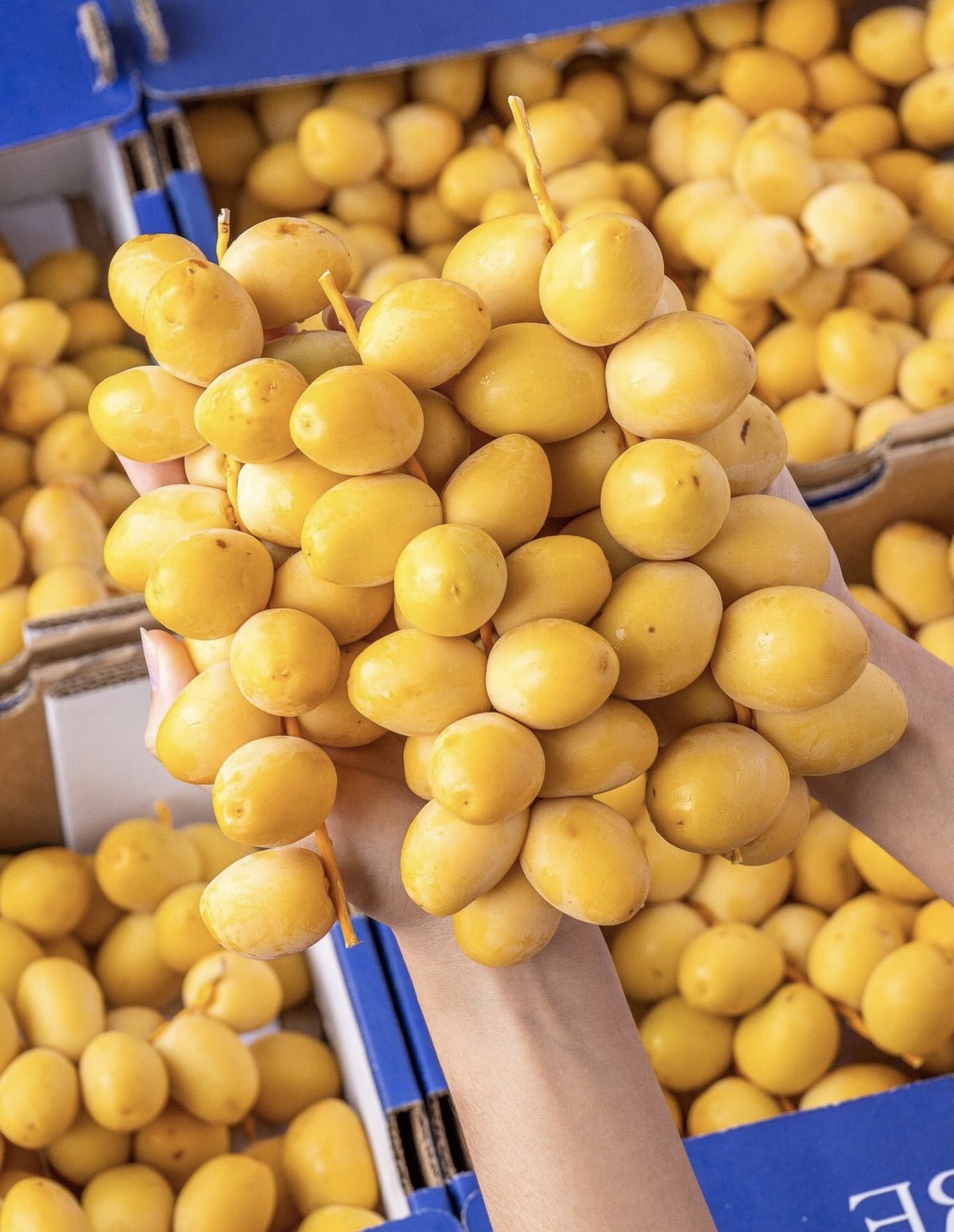 Quả gì "cắn dọc thì chát, cắn ngang thì ngọt", cả cõi mạng chết mê? - Ảnh 2. Quả gì "cắn dọc thì chát, cắn ngang thì ngọt", cả cõi mạng chết mê? - Ảnh 2.