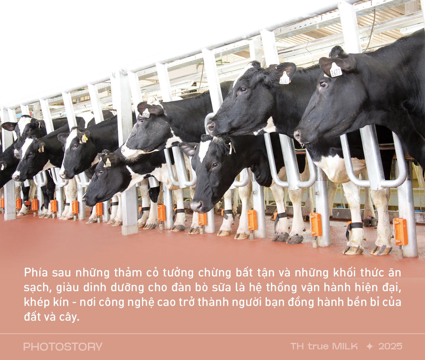 Những cỗ “siêu máy” trên cánh đồng nguyên liệu 8.100 ha của TH true MILK - Ảnh 1.