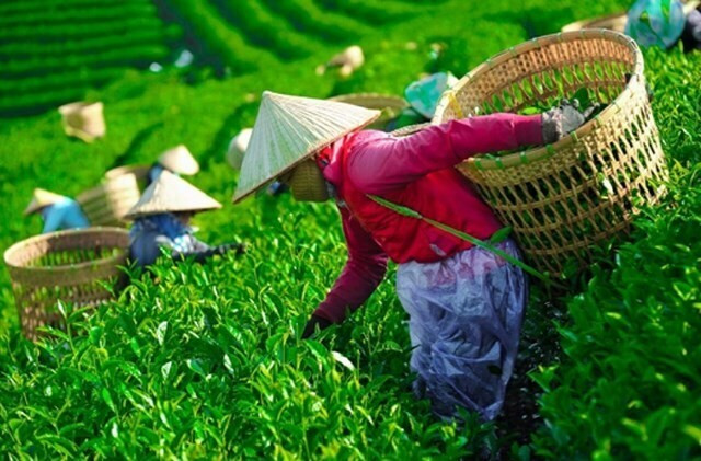 Tin tức mới nhất về gần 500 container chè Việt Nam ách tắc tại Pakistan - Ảnh 1.