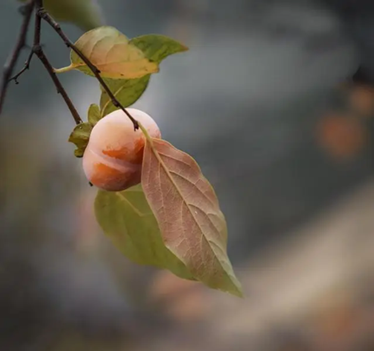 Loại lá xưa rụng đầy gốc không ai nhặt nay thành dược liệu quý bảo vệ tim mạch, giảm mỡ máu, làm mờ nếp nhăn...- Ảnh 2. Loại lá xưa rụng đầy gốc không ai nhặt nay thành dược liệu quý bảo vệ tim mạch, giảm mỡ máu, làm mờ nếp nhăn...- Ảnh 2.