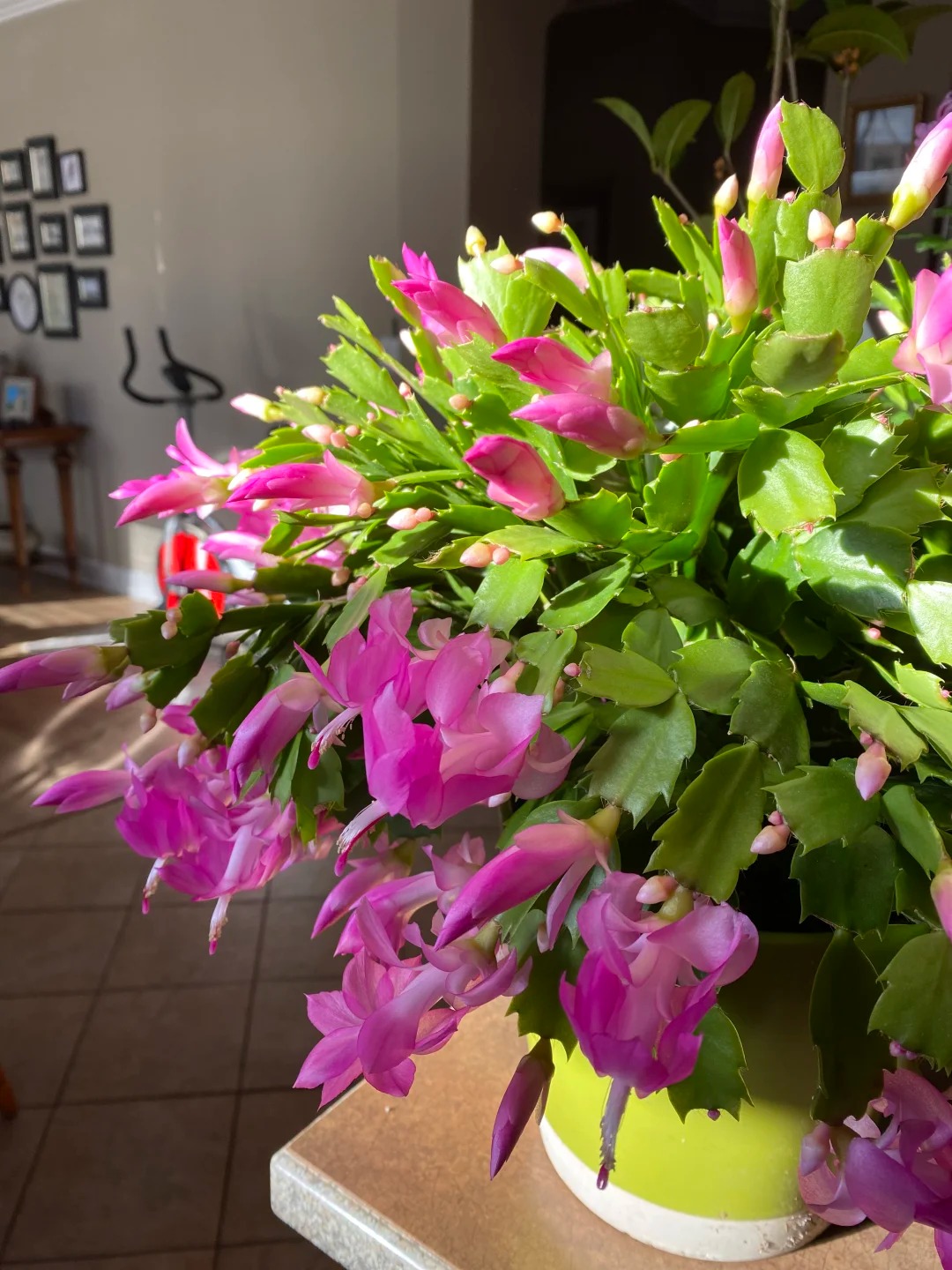 Cách chăm sóc lan càng cua để hoa nở rực rỡ ngày Tết - Ảnh 15.