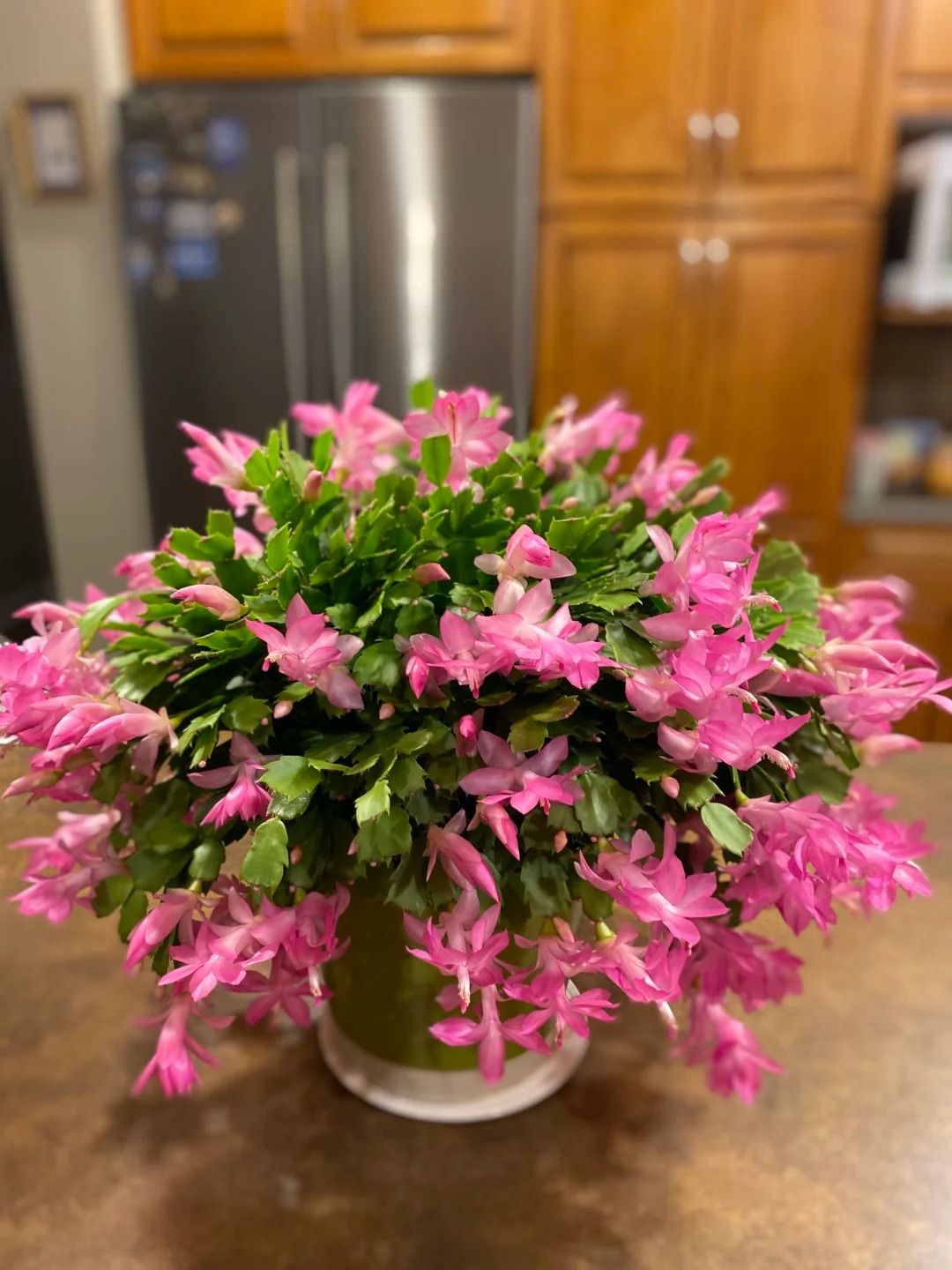 Cách chăm sóc lan càng cua để hoa nở rực rỡ ngày Tết - Ảnh 16.