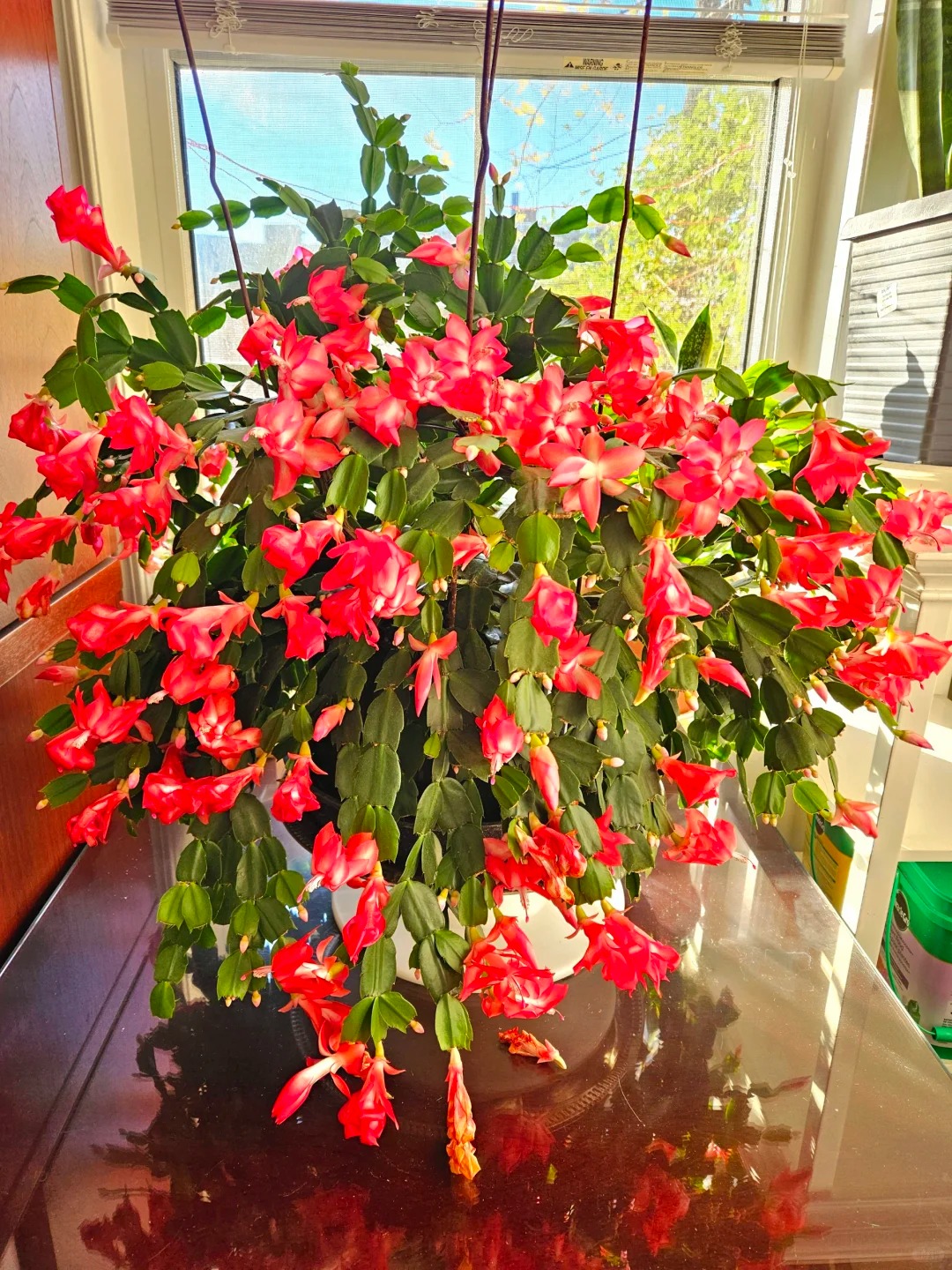 Cách chăm sóc lan càng cua để hoa nở rực rỡ ngày Tết - Ảnh 3.