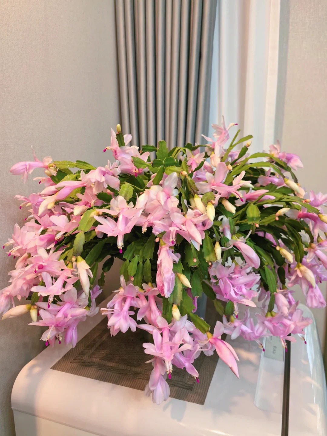 Cách chăm sóc lan càng cua để hoa nở rực rỡ ngày Tết - Ảnh 21.