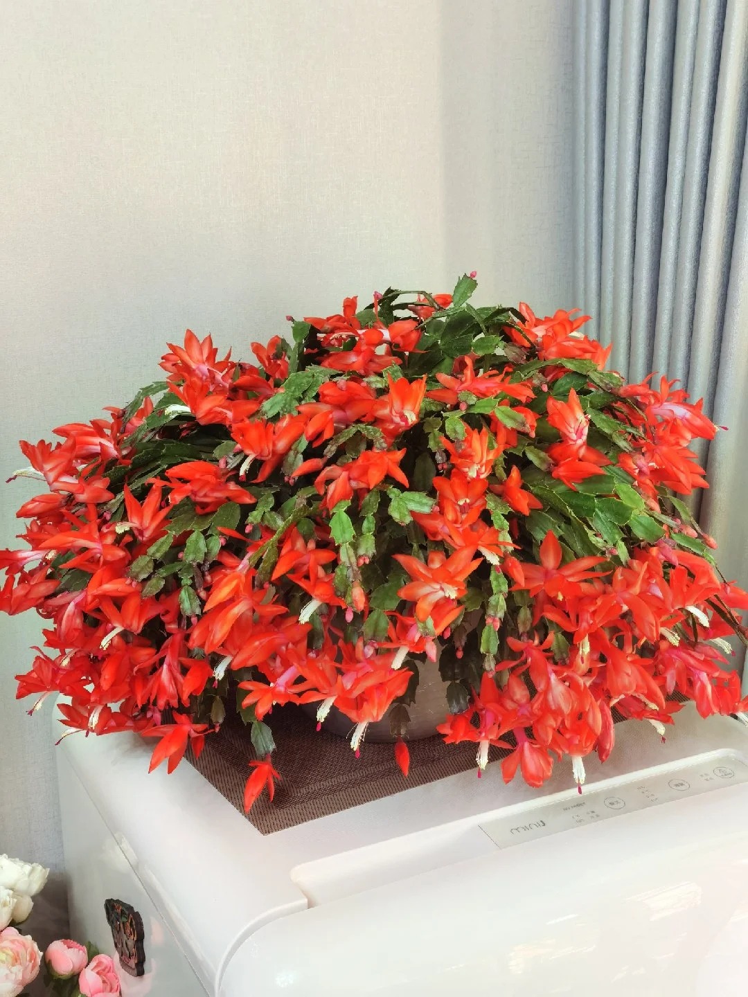 Cách chăm sóc lan càng cua để hoa nở rực rỡ ngày Tết - Ảnh 22.