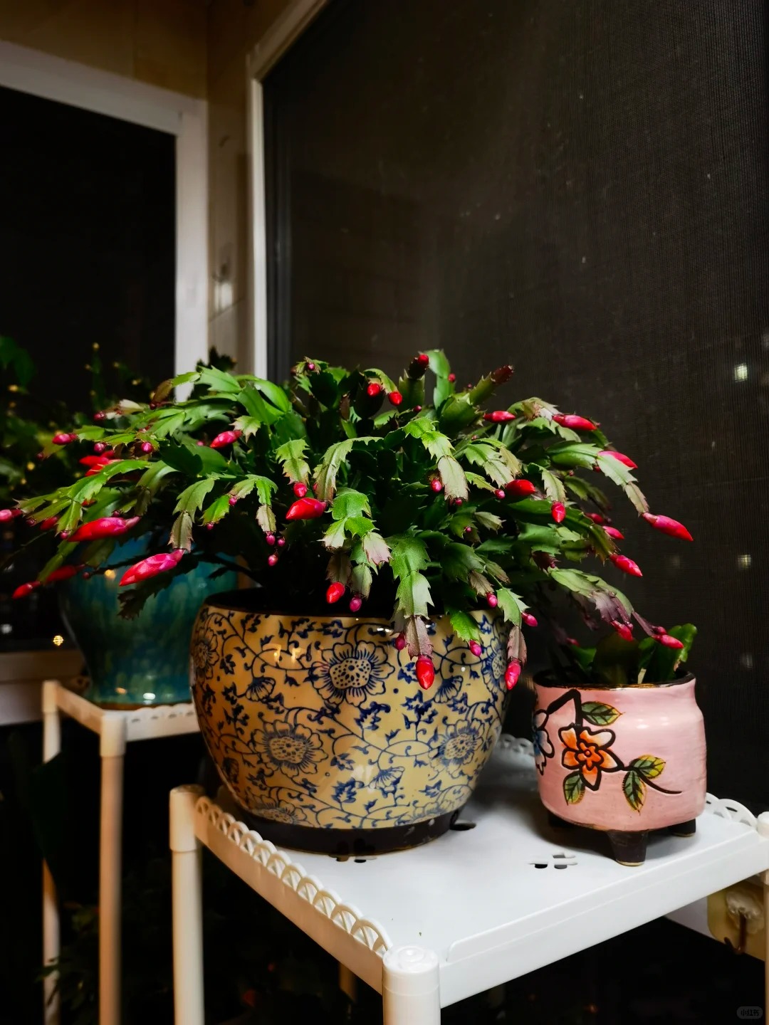 Cách chăm sóc lan càng cua để hoa nở rực rỡ ngày Tết - Ảnh 10.