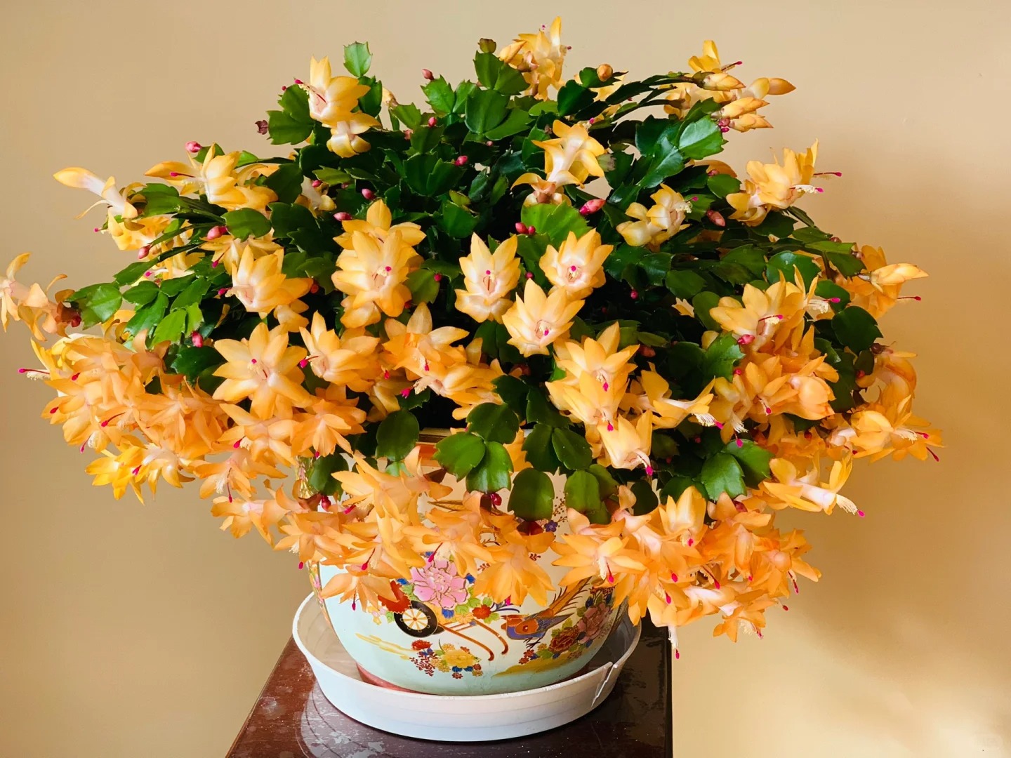 Cách chăm sóc lan càng cua để hoa nở rực rỡ ngày Tết - Ảnh 12.