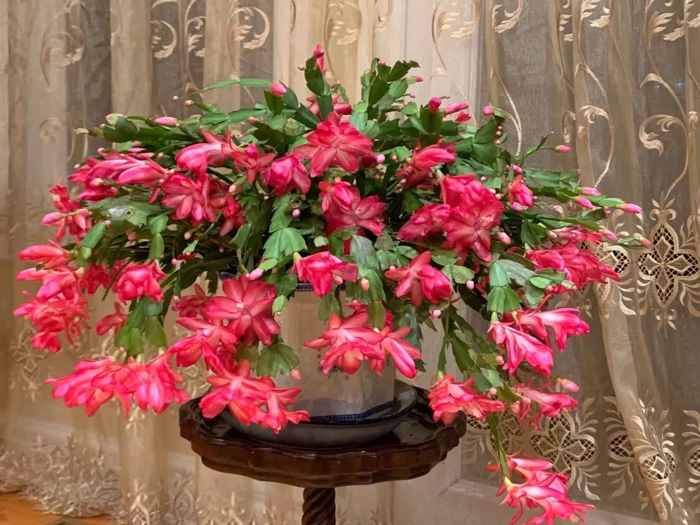 Cách chăm sóc lan càng cua để hoa nở rực rỡ ngày Tết - Ảnh 13.