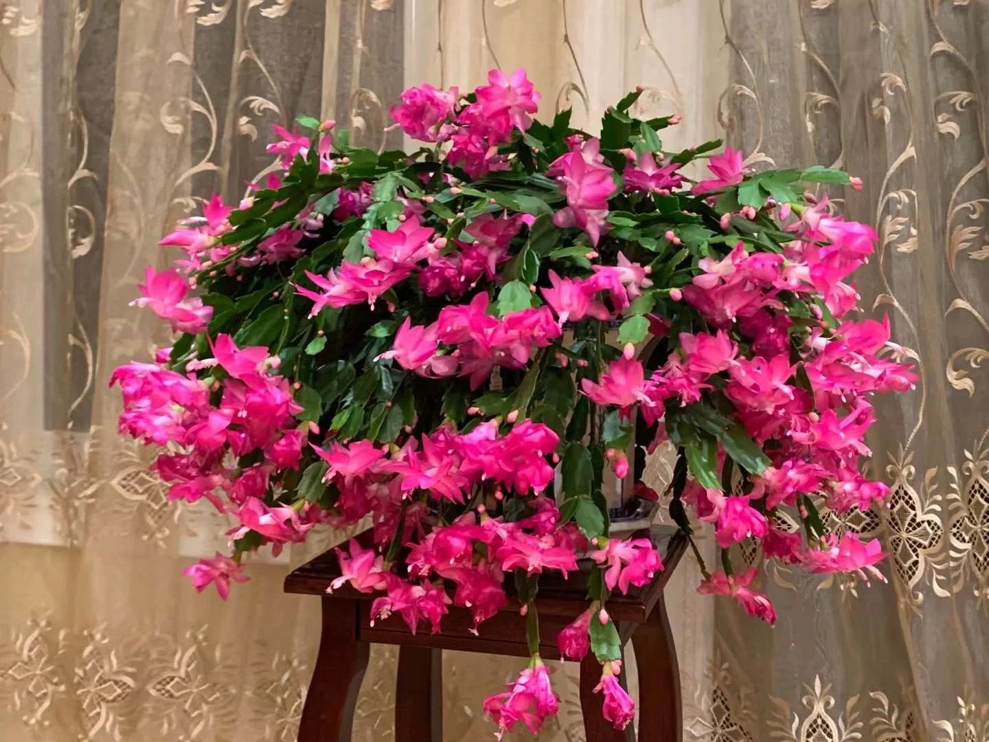 Cách chăm sóc lan càng cua để hoa nở rực rỡ ngày Tết - Ảnh 2.