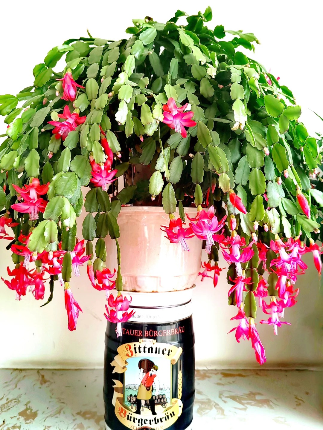 Cách chăm sóc lan càng cua để hoa nở rực rỡ ngày Tết - Ảnh 5.