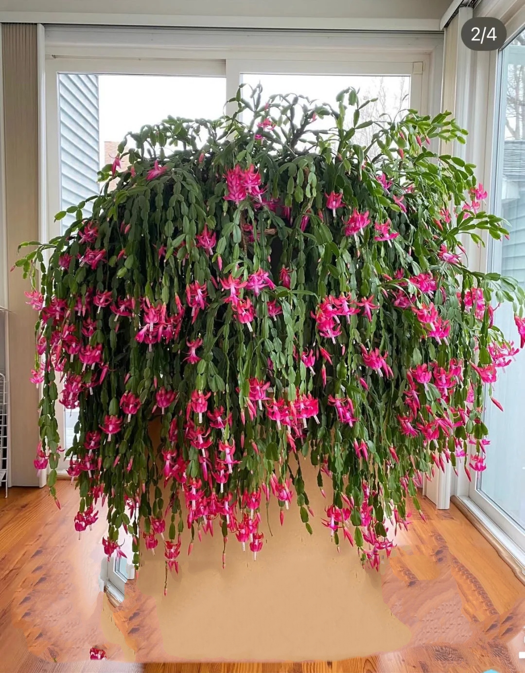 Cách chăm sóc lan càng cua để hoa nở rực rỡ ngày Tết - Ảnh 7.