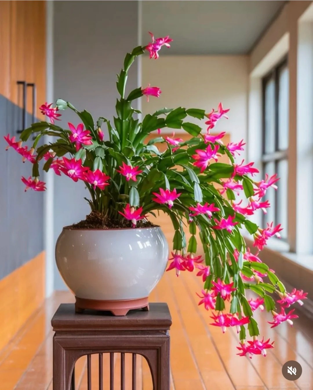 Cách chăm sóc lan càng cua để hoa nở rực rỡ ngày Tết - Ảnh 18.