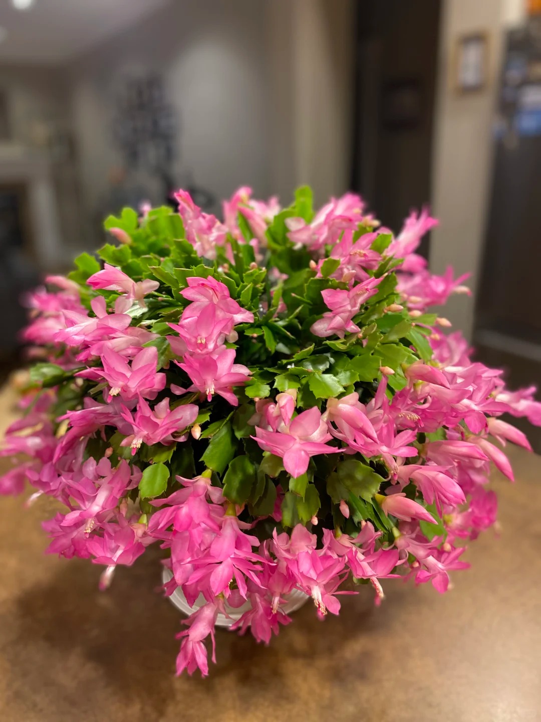 Cách chăm sóc lan càng cua để hoa nở rực rỡ ngày Tết - Ảnh 23.