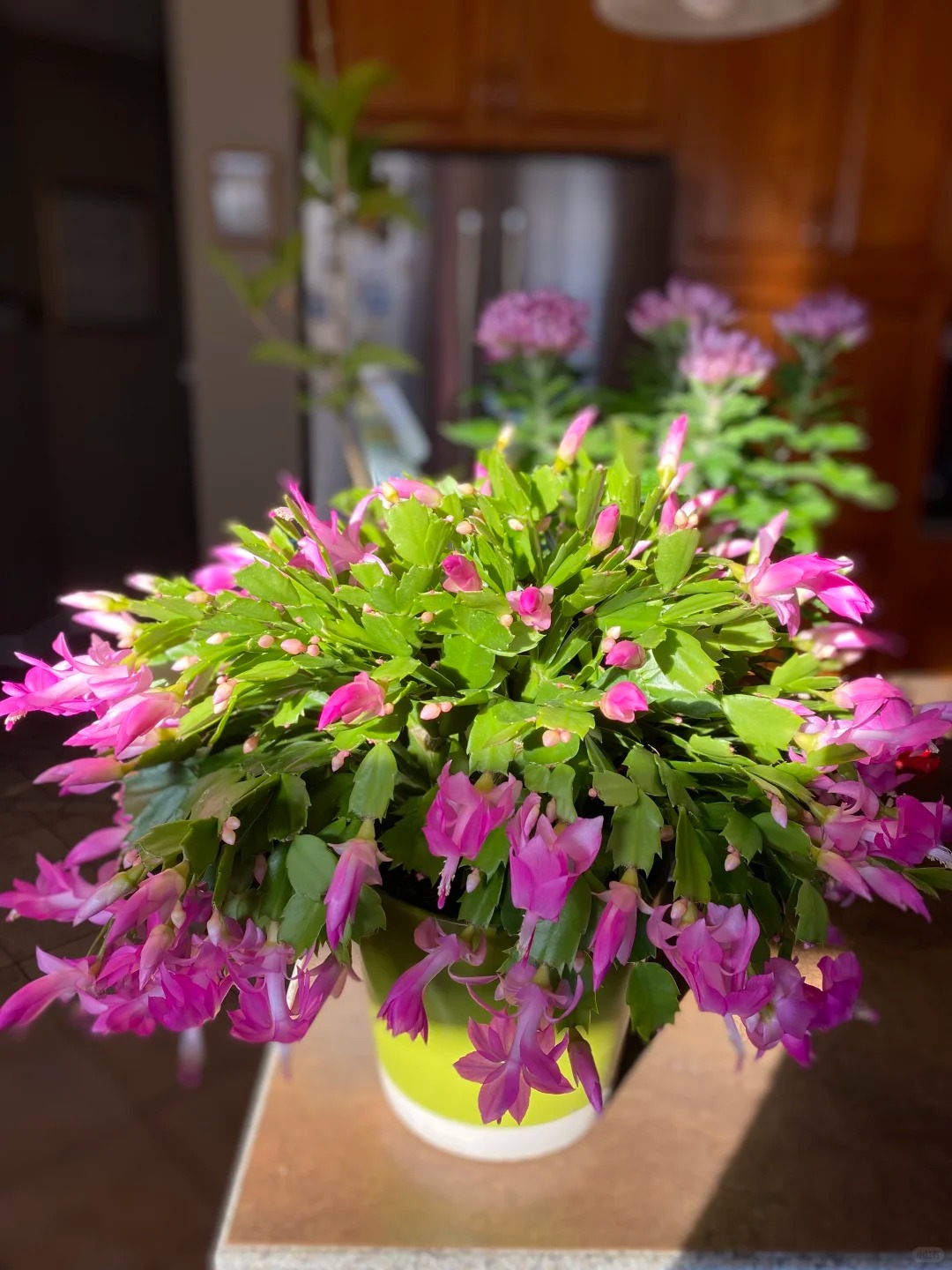 Cách chăm sóc lan càng cua để hoa nở rực rỡ ngày Tết - Ảnh 24.