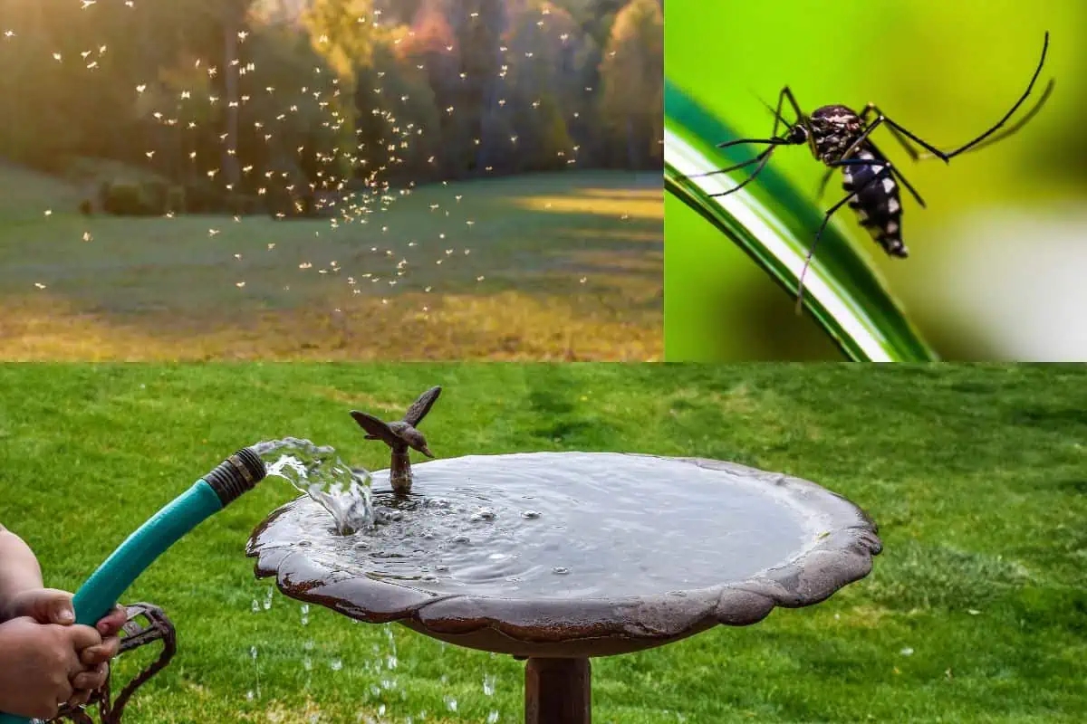 5 Đặc điểm khiến muỗi kéo đến và cách xua muỗi hiệu quả cho ngôi nhà của bạn - Ảnh 1.