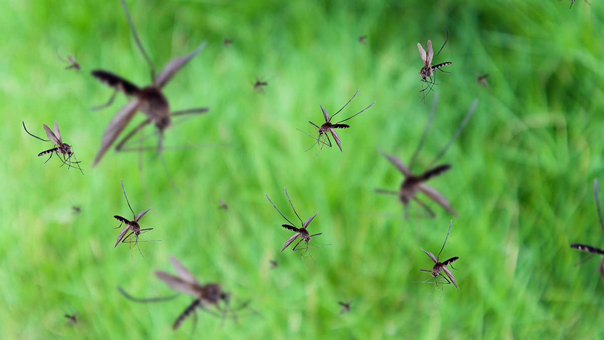 5 Đặc điểm khiến muỗi kéo đến và cách xua muỗi hiệu quả cho ngôi nhà của bạn - Ảnh 2.