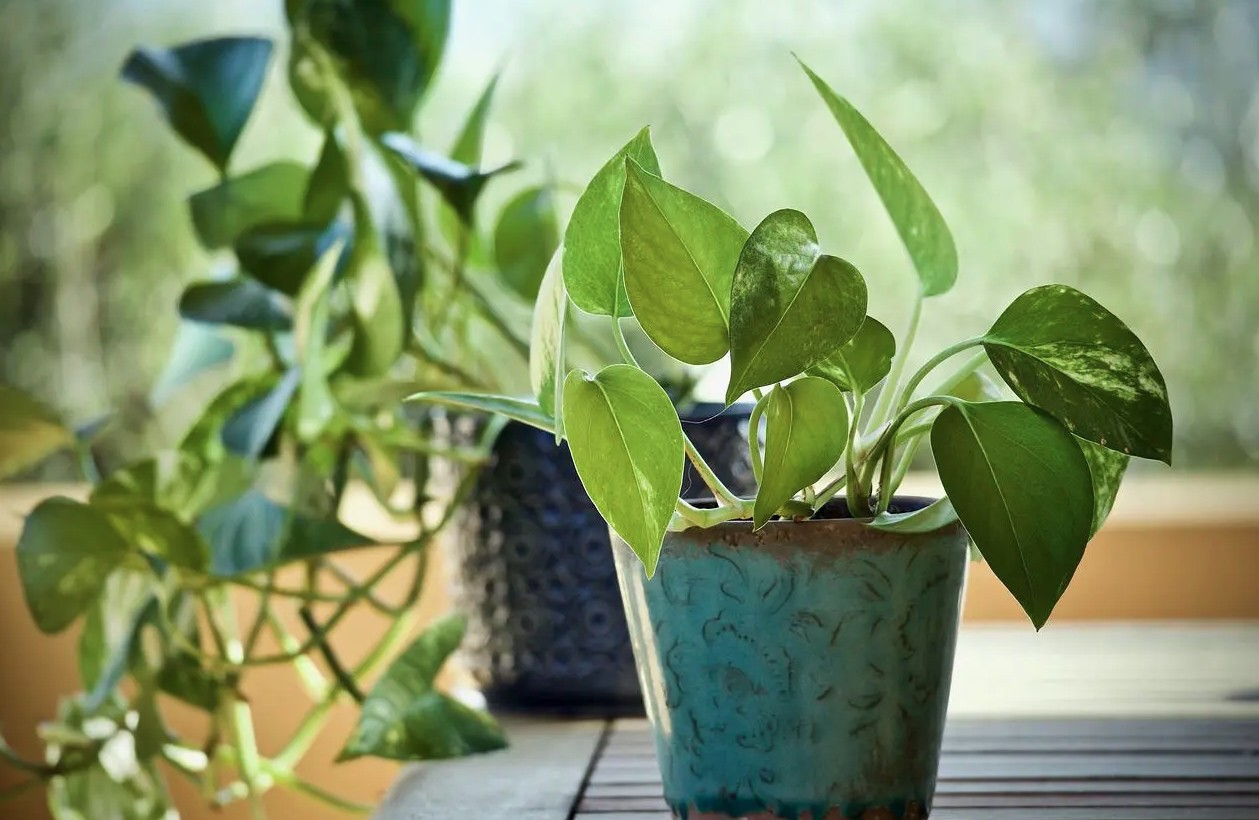 Top 10 cây lọc không khí dễ trồng cho không gian sống trong lành hơn - Ảnh 2.