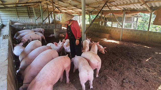 Khách Tây Việt Nam trải nghiệm nấu cám lợn và những khoảnh khắc thú vị không thể quên - Ảnh 3. Khách Tây Việt Nam trải nghiệm nấu cám lợn và những khoảnh khắc thú vị không thể quên - Ảnh 3.