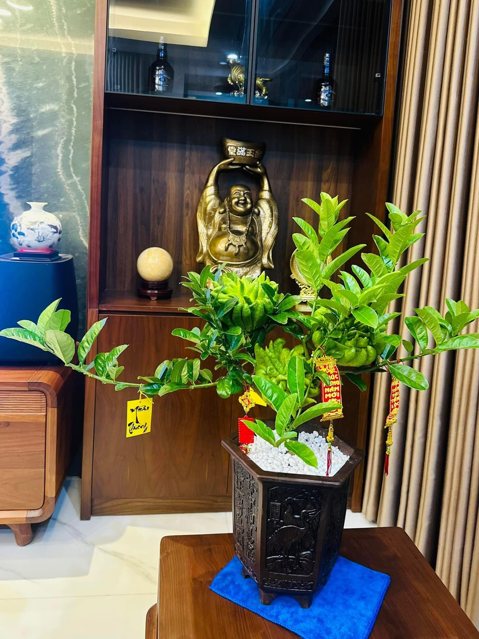 Nhà trồng 3 loại cây này chẳng khác rước "thần tài" vào nhà, gia chủ trăm sự cát lành, hút tài hút lộc - Ảnh 2. Nhà trồng 3 loại cây này chẳng khác rước "thần tài" vào nhà, gia chủ trăm sự cát lành, hút tài hút lộc - Ảnh 2.