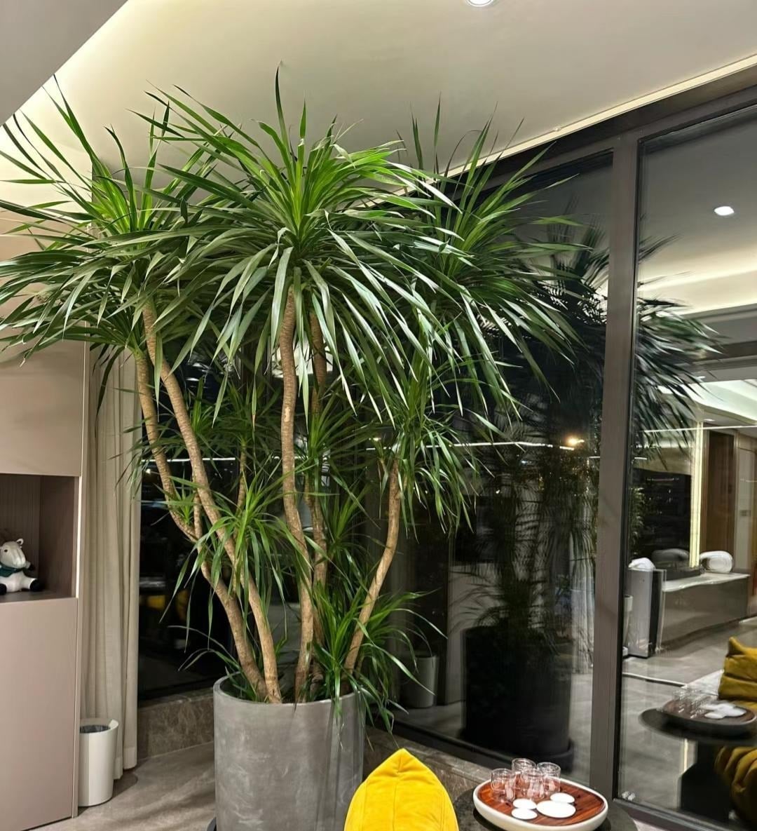 Nhà trồng 3 loại cây này chẳng khác rước "thần tài" vào nhà, gia chủ trăm sự cát lành, hút tài hút lộc - Ảnh 1. Nhà trồng 3 loại cây này chẳng khác rước "thần tài" vào nhà, gia chủ trăm sự cát lành, hút tài hút lộc - Ảnh 1.