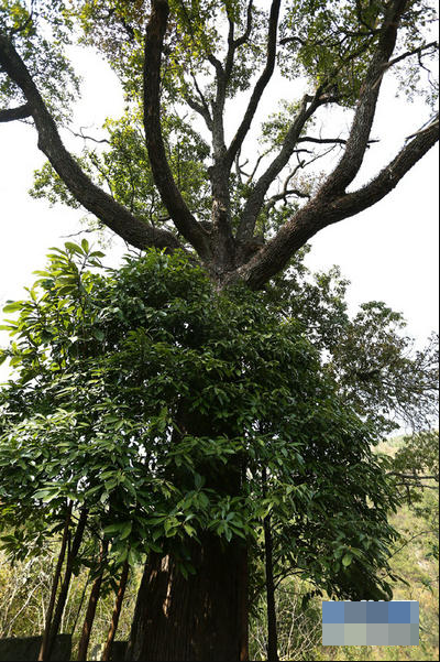 Lão nông dân từ chối 900 tỷ đồng Vì giá trị di sản cây gỗ 1 . 000 Năm tuổi - Ảnh 2.