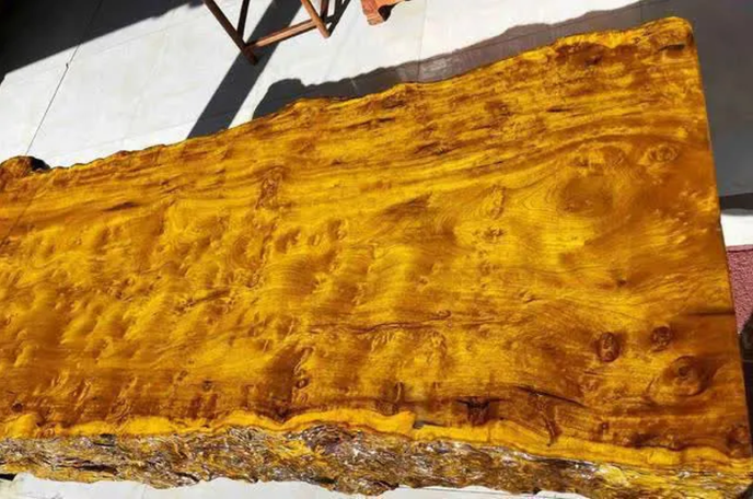 Lão nông dân từ chối 900 tỷ đồng Vì giá trị di sản cây gỗ 1 . 000 Năm tuổi - Ảnh 4.