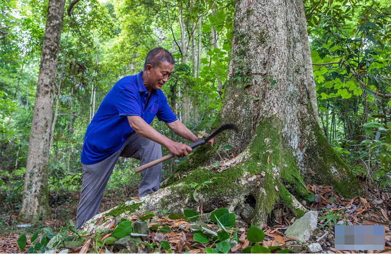 Lão nông dân từ chối 900 tỷ đồng Vì giá trị di sản cây gỗ 1 . 000 Năm tuổi - Ảnh 1.