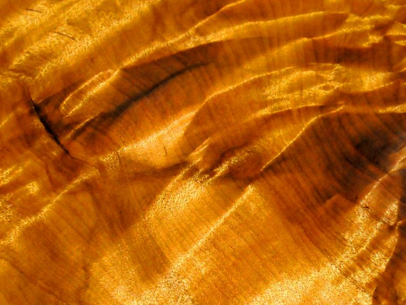 Lão nông dân từ chối 900 tỷ đồng Vì giá trị di sản cây gỗ 1 . 000 Năm tuổi - Ảnh 3.